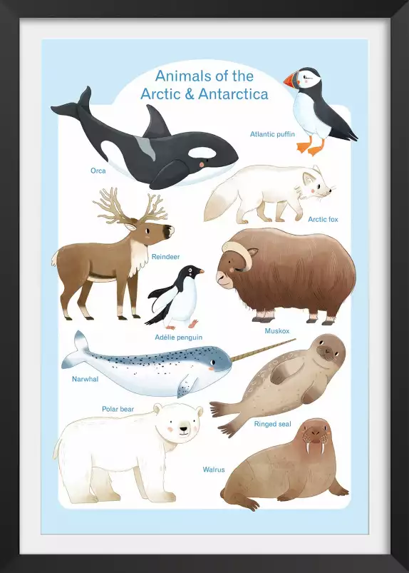 Animaux polaires - affiche pour enfant