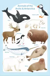 Animaux polaires - affiche pour enfant