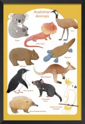 Animaux d' Australie - affiche pour enfant