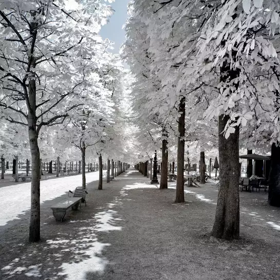 Les tuileries - photo de paris