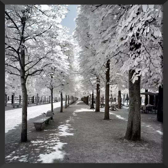 Les tuileries - photo de paris