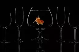 Poisson en verre - affiche cuisine design