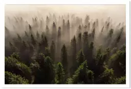 L'armée des sapins - paysage de foret