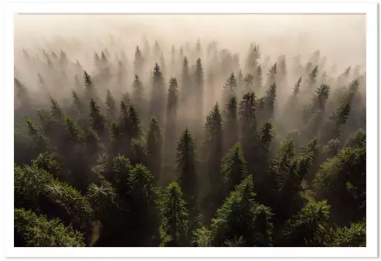 L'armée des sapins - paysage de foret