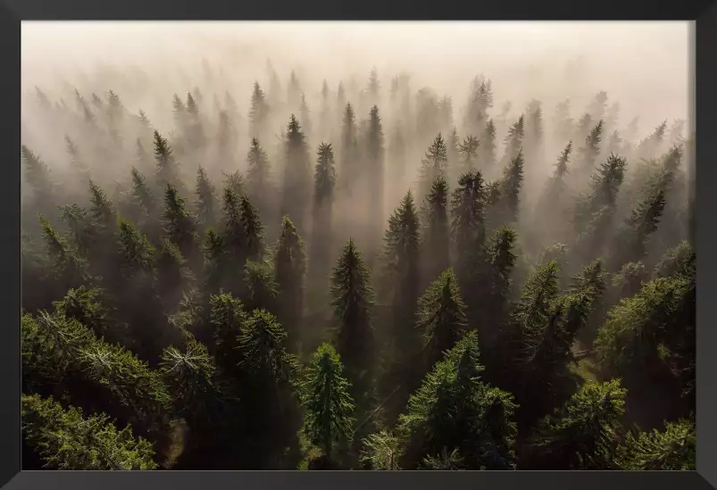 L'armée des sapins - paysage de foret