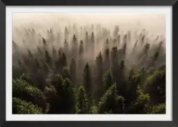 L'armée des sapins - paysage de foret