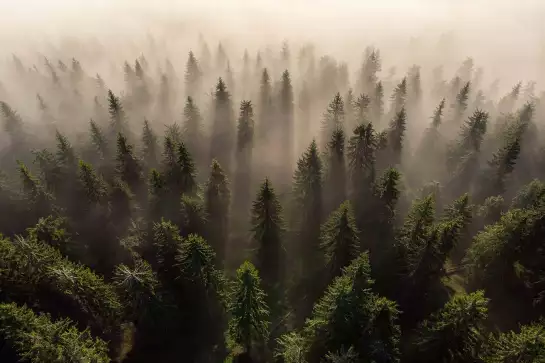 L'armée des sapins - paysage de foret