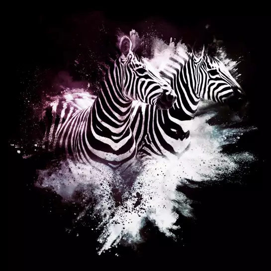 Duo zebre wild explosion - affiche animaux