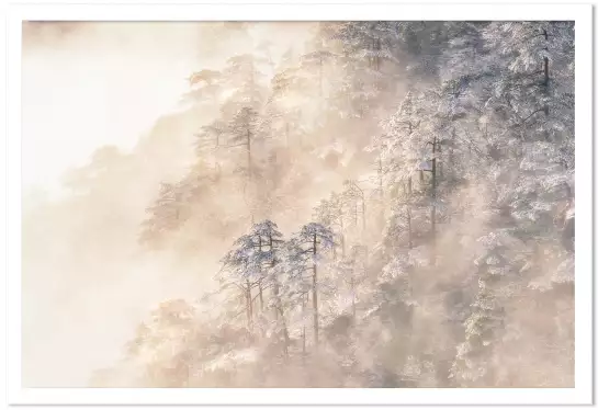 Pins à Taiwan - paysage de foret