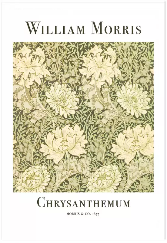 Chrysanthème - affiche botanique vintage