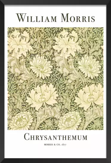 Chrysanthème - affiche botanique vintage