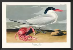 Sterne de Cayenne - affiche oiseaux