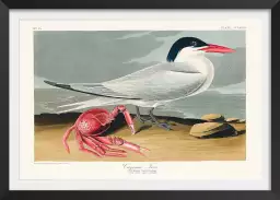 Sterne de Cayenne - affiche oiseaux