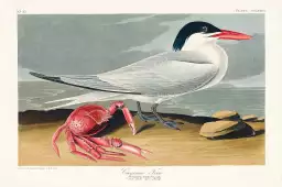 Sterne de Cayenne - affiche oiseaux