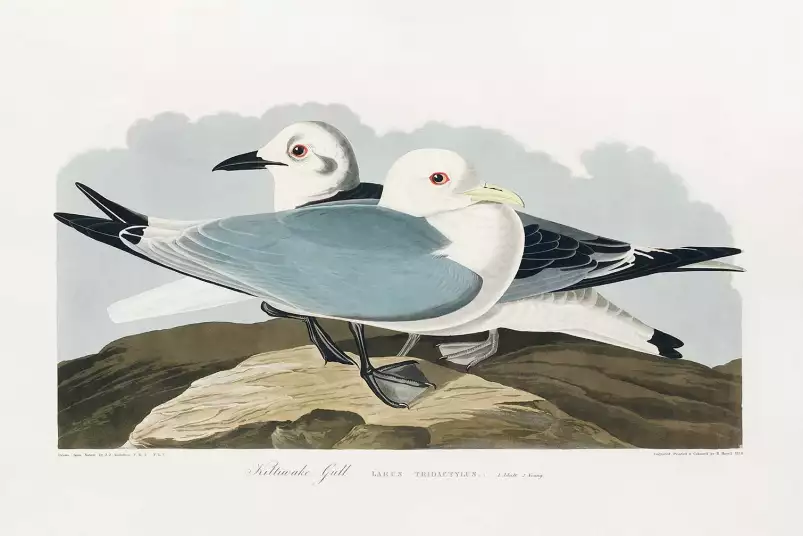 Mouette d'Amérique - affiche oiseaux