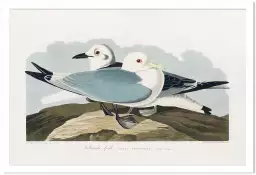 Mouette d'Amérique - affiche oiseaux