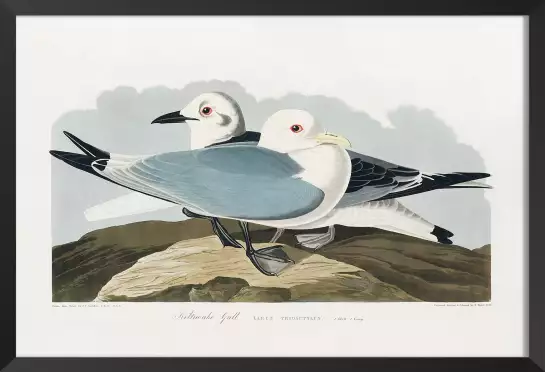 Mouette d'Amérique - affiche oiseaux