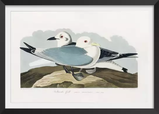 Mouette d'Amérique - affiche oiseaux