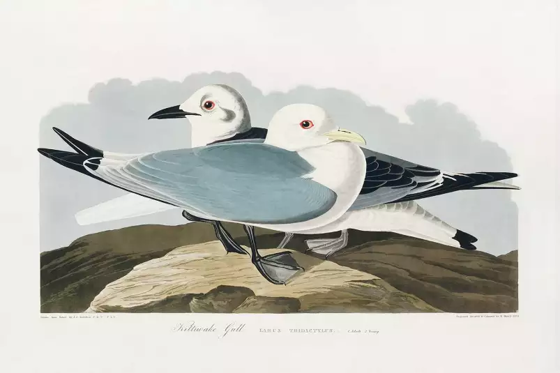 Mouette d'Amérique - affiche oiseaux