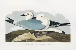 Mouette d'Amérique - affiche oiseaux