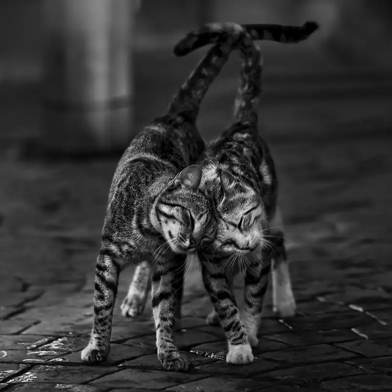 Câlins de chatons - tableaux chats