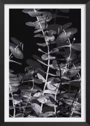 Feuille negative 1 - affiche feuille eucalyptus