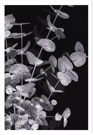 Feuille en negatif - affiche feuille eucalyptus