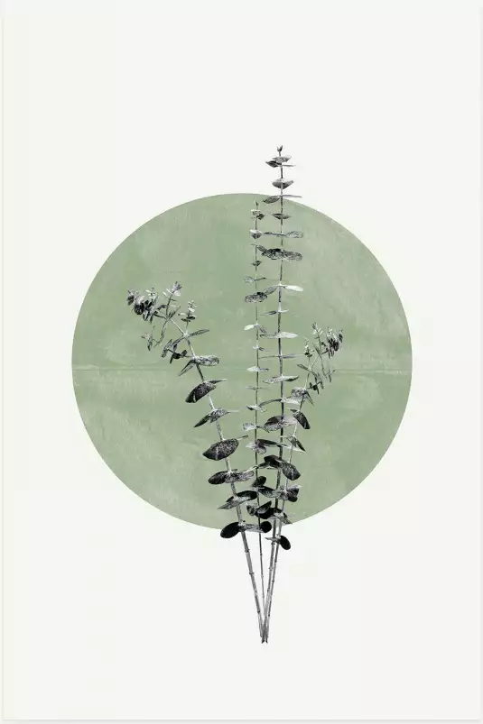 Feuille sur lune verte - affiche feuille eucalyptus