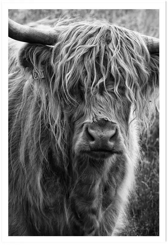 Bovins highland - affiche animaux