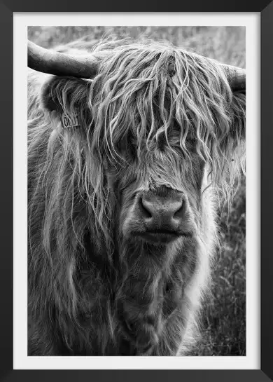 Bovins highland - affiche animaux