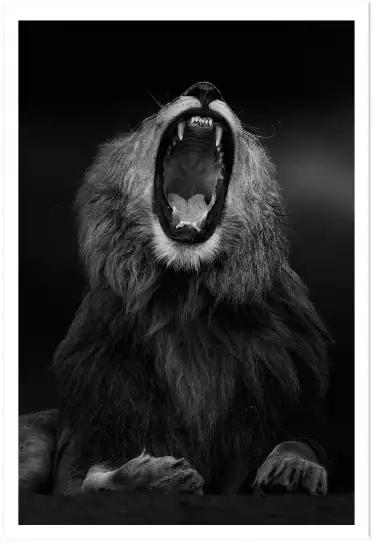 Bâillement - affiche lion