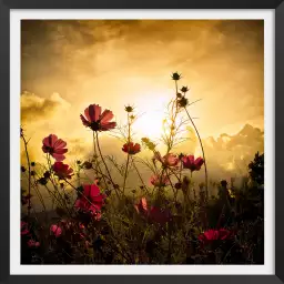 Fleurs de nos campagnes... - poster fleurs des champs