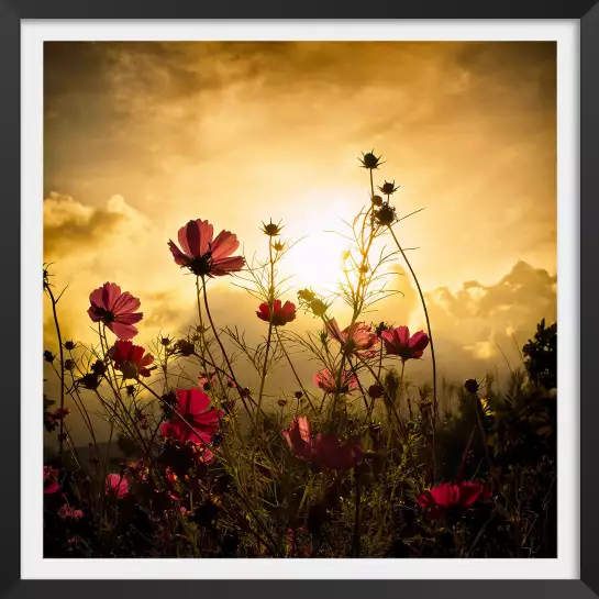 Fleurs de nos campagnes... - poster fleurs des champs