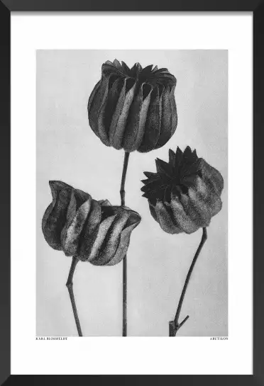 Abutilon - affiche nature morte