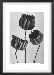 Abutilon - affiche nature morte