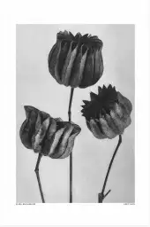 Abutilon - affiche nature morte