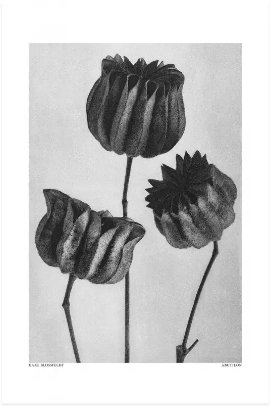 Abutilon - affiche nature morte