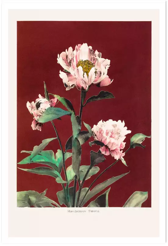 Pivoine no2 - affiche de fleurs