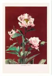 Pivoine no2 - affiche de fleurs