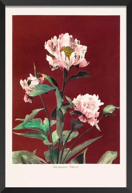 Pivoine no2 - affiche de fleurs