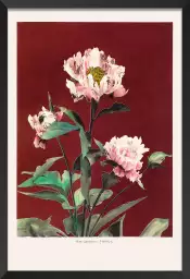 Pivoine no2 - affiche de fleurs