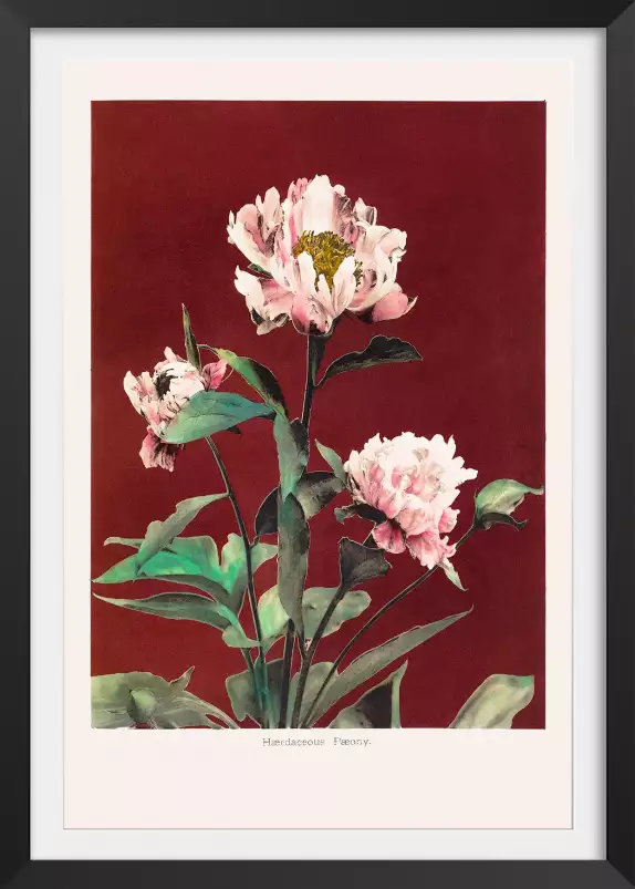 Pivoine no2 - affiche de fleurs