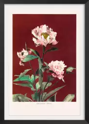 Pivoine no2 - affiche de fleurs