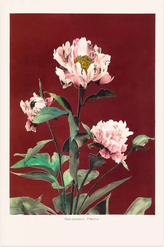 Pivoine no2 - affiche de fleurs