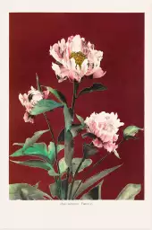 Pivoine no2 - affiche de fleurs