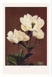 Herbacée pivoine - affiche de fleurs