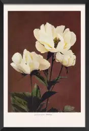 Herbacée pivoine - affiche de fleurs