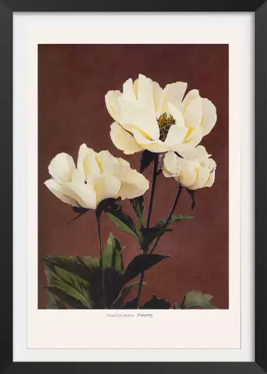 Herbacée pivoine - affiche de fleurs