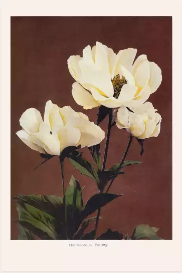 Herbacée pivoine - affiche de fleurs