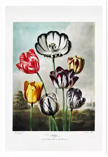 Tulipes du temple de flore Robert John Thornton - reproduction tableau
